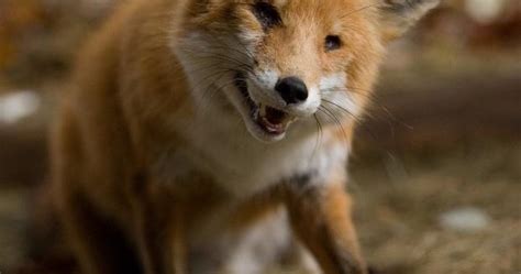 nwi legislator hopes to halt fox coyote penning with new law