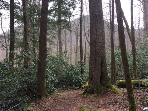 Albright Grove Great Smoky Mountains National Park — Old Growth