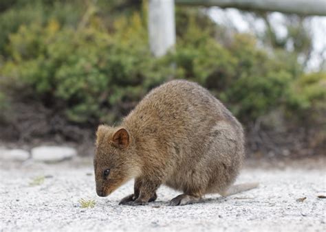Meet the quokka, the adorable australian animal responsible for the quokka selife, and find out fun facts about what makes these little guys so loveable. Quokka - Wikipedia
