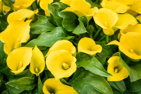 How To Grow And Care For Calla Lily A Step By Step Comprehensive Guide
