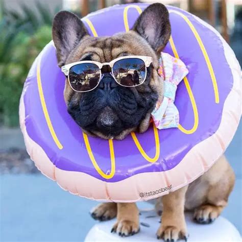 15 Funny French Bulldogs That Will Make Your Day The Paws