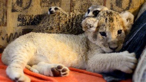 Unlikely Animal Friends Cute Lion Cub And Meerkats Youtube