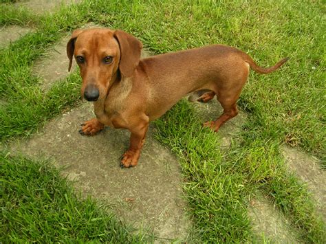 Weiner Dog Wallpaper 58 Images