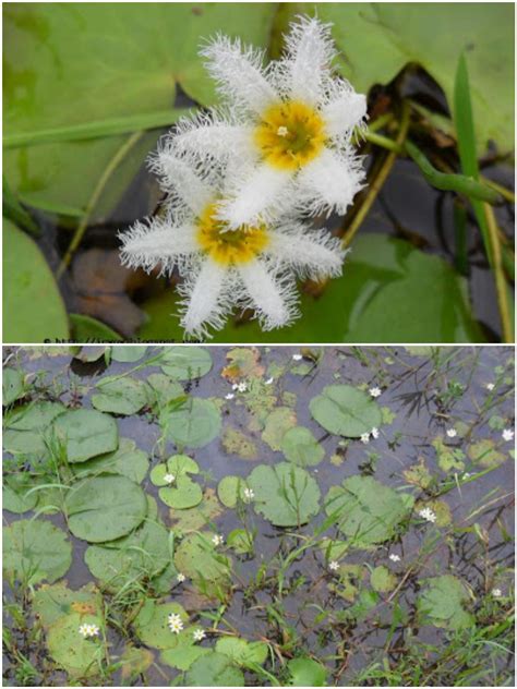 Water Snowflake চাঁদমালা ফুল Nymphoides Indica Plantas Silvestres