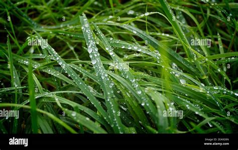 Green Blades Of Grass With Dew Drops Stock Photo Alamy