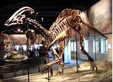 Photos of Real Dinosaur Fossil Museum
