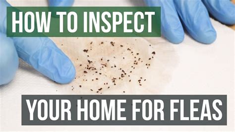 How To Inspect Your Home For Fleas 4 Easy Steps Youtube