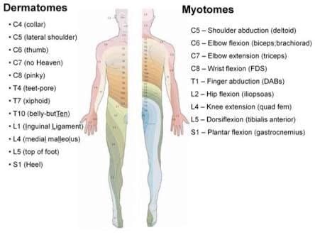 Dermatomes And Myotomes Chart And Map