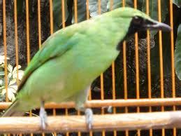 KICAU MANIA BORNEO: Membuat Burung Cucak ijo & Burung Pemakan Buah Nge-Voer