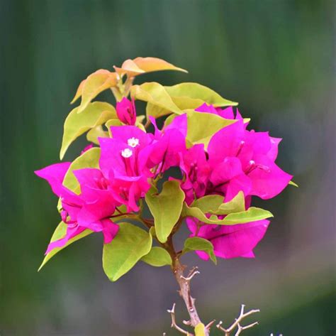 Bougainvillea Torch Glow Annual Flowering Plant