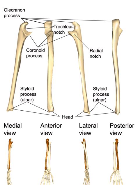 Anatomy Of Ulna Bone 6 Best Images Of Ulna Blank Diagram