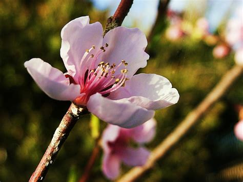 Eye Candy For The Famished Peach Blossoms Watsonville California