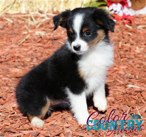 Bliss Black Tri Female Color Country Aussies