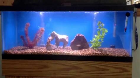 Update On 210 Gallon Fish Tank Youtube
