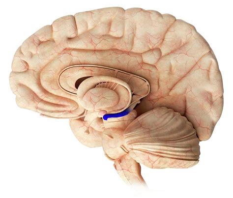 Hippocampus In The Brain Photograph By Science Photo Library Fine Art