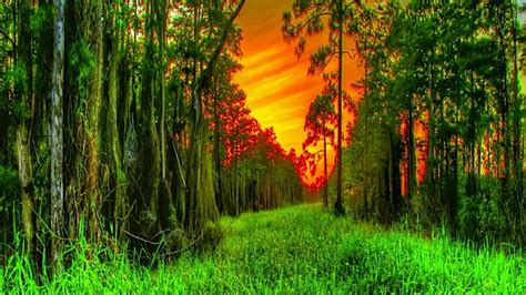 Hd Wallpaper Nature Green Orange Sky Sunset Forest Grass Alley