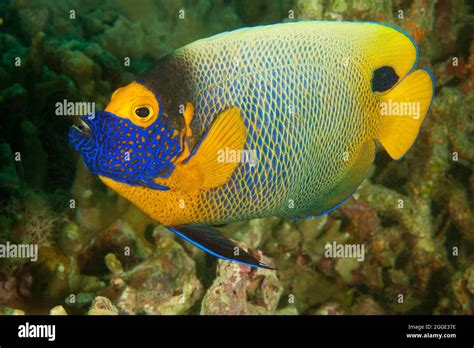 Blueface Angelfish Pomacanthus Xanthometopon Pacific Ocean Stock