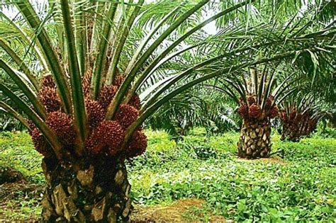 Chemical composition of palm oils: Procedure on how to establish your own palm oil tree ...