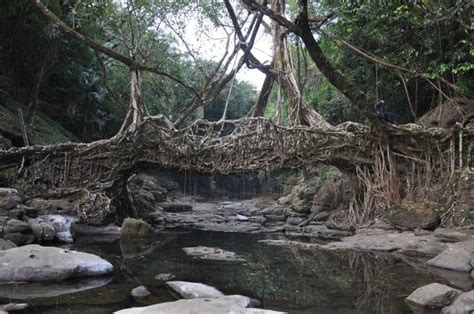 Natures Marvel Living Root Bridges Of Cherrapunji Unbelievable Facts