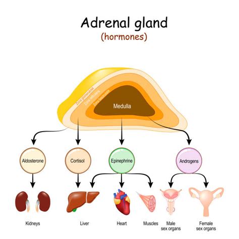 Suprarenal Gland Illustrations Royalty Free Vector Graphics And Clip Art