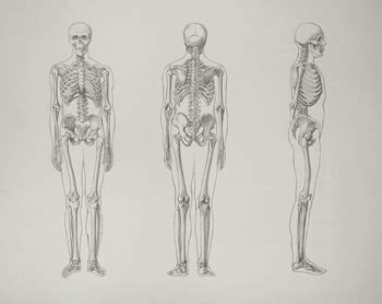 Knowledge of the human body can be an invaluable tool for artists as long as the study of anatomy is approached in the right way. Skeleton Bones - Video Lesson presented in the Drawing Academy Course | Drawing Academy