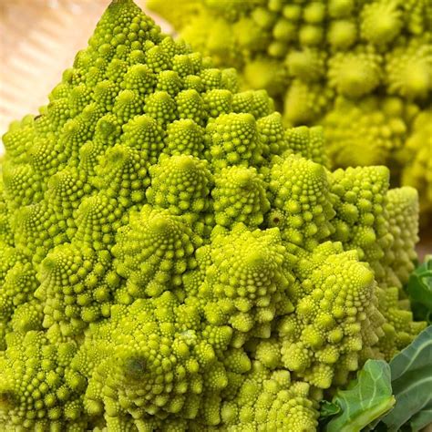 Broccoli Romanesco Seeds Van Meuwen