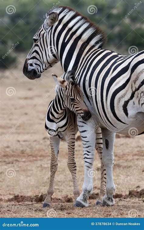 Baby Zebra And Mother Stock Photo Image Of Beauty Game 37878634