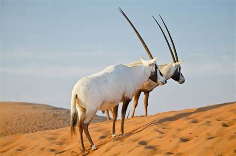 Arabian Oryx The Unicorn Antelope Arabian Oryx Animals Mammals