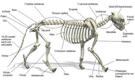 A cats skeleton is very similar to that of a human being, however it does lack the shoulder blade bones. Blog About Cats: Cat Anatomy