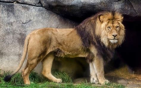 Get To Know The Barbary Lion The Largest Lion Subspecies And 12 Other
