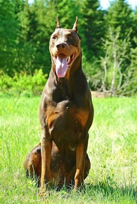 Big Red Doberman Male Named Chase Doberman Dogs Male