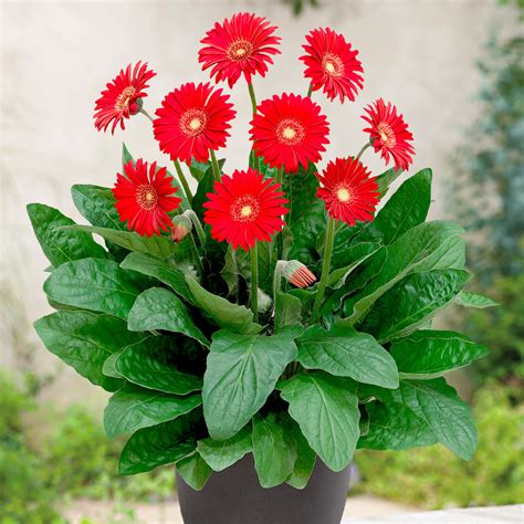 Gerbera Sweet Love Suttons