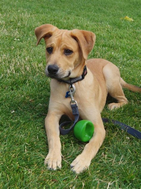 Labrador retrievers are classified as medium to large dogs. Dog of the Day: Duncan the Lab Mix Puppy | The Dogs of San ...