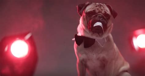 Pug Tries On Sexy Halloween Costumes And It’s Irresistible