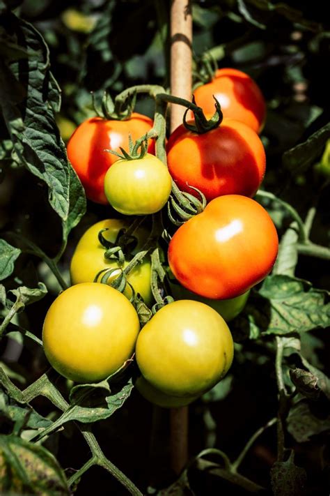 How To Grow Giant Tomatoes Its Garden Thyme