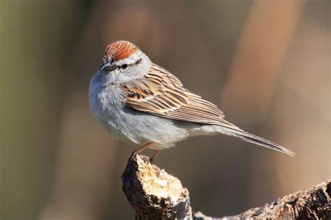 World Beautiful Birds Chipping Sparrow Birds Interesting Facts And Latest