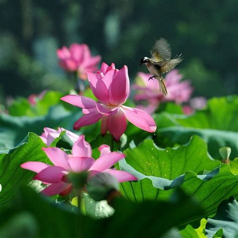 Beautiful Lotus Flower And Cute Birds Lotus Beauty