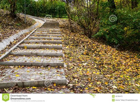 Forest Path With Stairs Stock Photo Image Of Trees Naturas 45760472