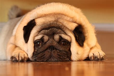 11 Reasons Pugs Are The Best
