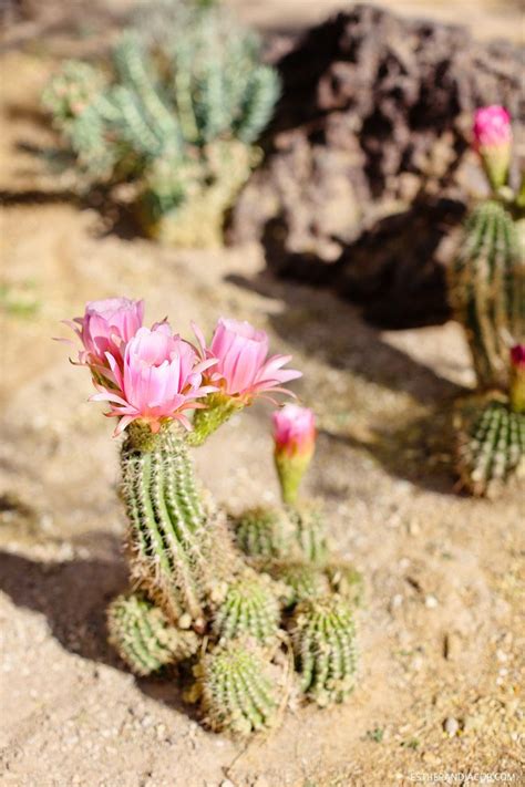 Daily hours may vary on holidays. Ethel M Chocolate Factory and Botanical Cactus Gardens ...