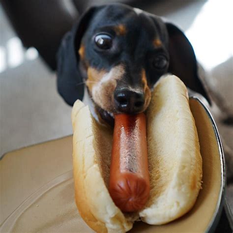Pin On Dachshund Memes And Wiener Dog Humor