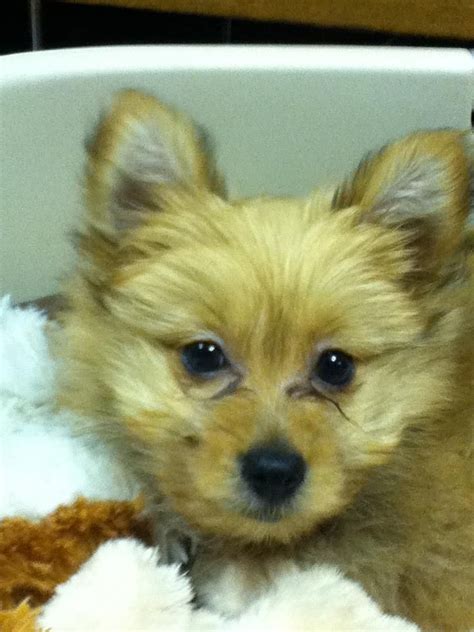 Pomeranian Puppies Mixed With Yorkie Pets Lovers