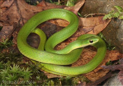 Smooth Green Snake Opheodrys Vernalis Smooth Green Snake Flickr