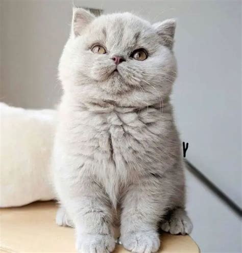 British Shorthair Colours The Definitive Guide Catpurfection