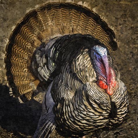 Turkey Day Strut Photograph By Lynn Palmer
