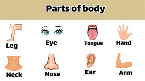 Parts Of Body In English With Picture And Pronunciation Youtube