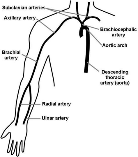 Arteries Diagram Arm This Diagram Shows The Arteries In The Arm