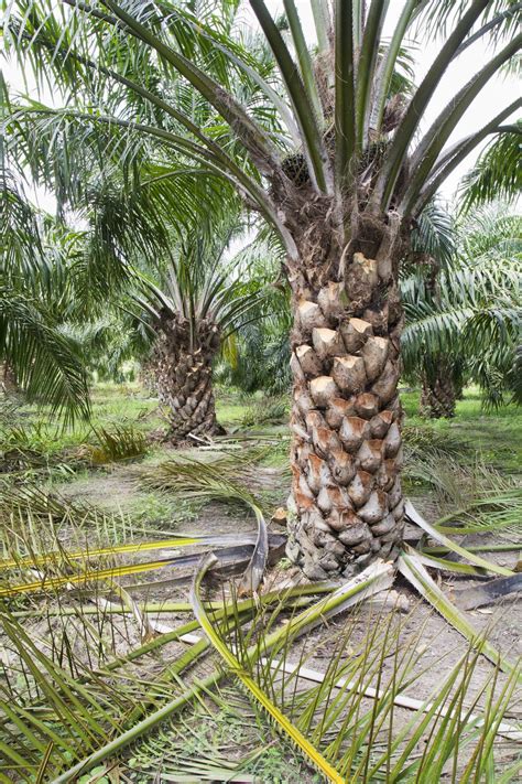 Berries and tree fruits are pruned november until bloom; Palm Tree Pruning - How And When To Prune A Palm Tree