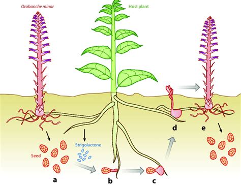 Life Cycle Of A Root Parasitic Plant Orobanche Minor A Seed
