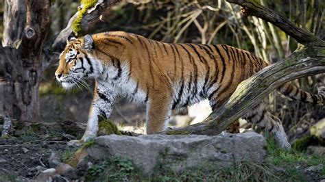 Download Wallpaper 3840x2160 Tiger Predator Big Cat